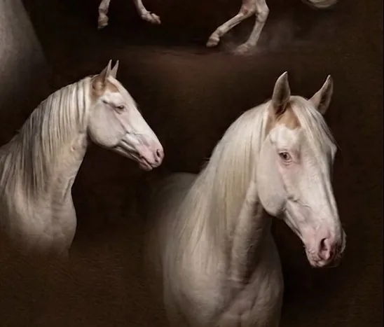 Deckhengst Expressive Sonny Dee – cremefarbener APHA-Hengst (Cream/Tobiano) im Porträt